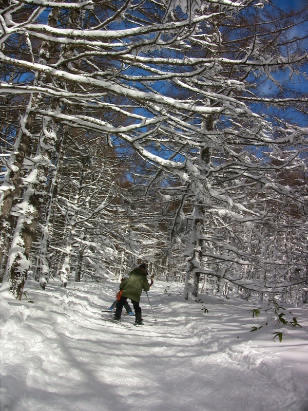 白樺高原国際スキー場の林間コース
