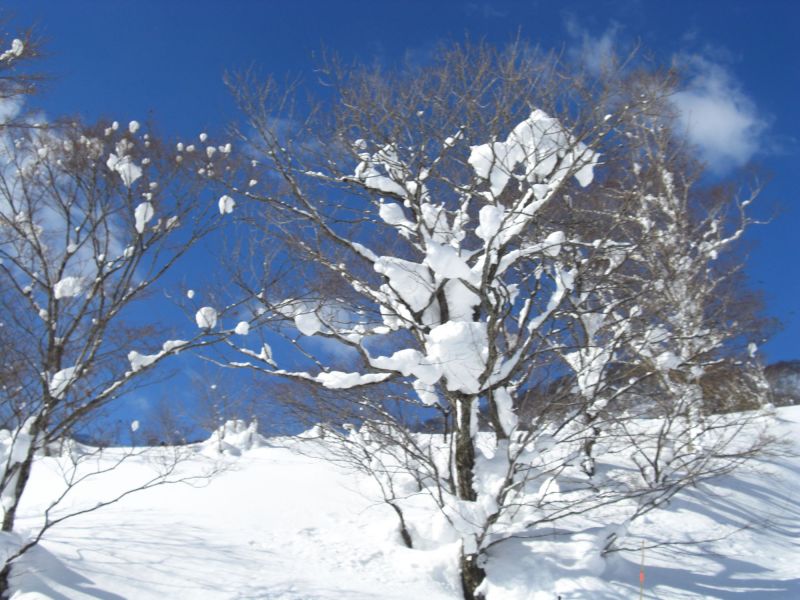 ゲリラ降雪で樹氷が・・・