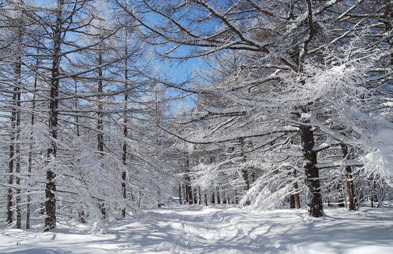 白樺高原国際スキー場で使えるクーポン一覧｜スキー・スノボの電子クーポン ダレモ【ゲレンデ】