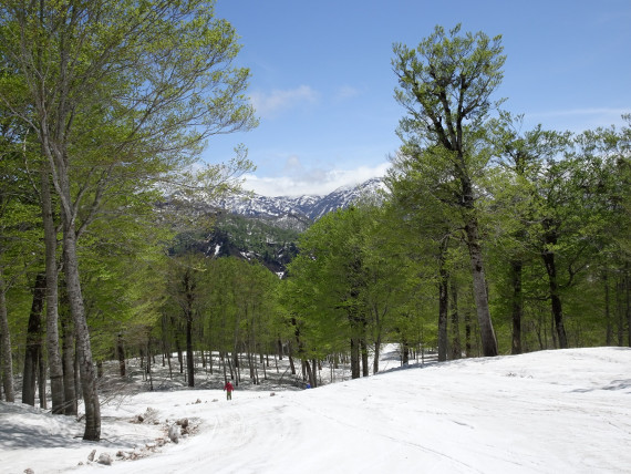 奥只見丸山スキー場で使えるクーポン一覧｜スキー・スノボの電子クーポン ダレモ【ゲレンデ】