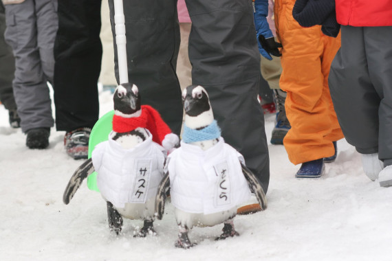 大佐スキー場で使えるクーポン一覧｜スキー・スノボの電子クーポン ダレモ【ゲレンデ】