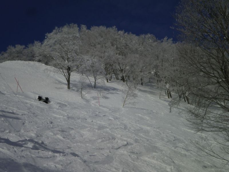 コルチナの樹氷