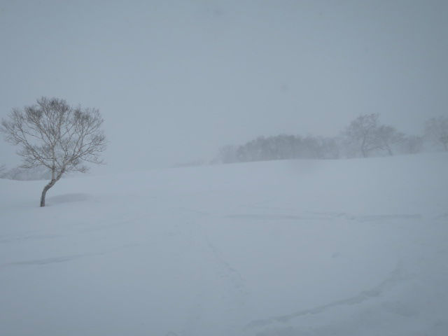 2015/01/17（土） 北海道　ニセコ・グランヒラフ・ハナゾノスキー場の速報