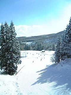豪雪後の杉の原