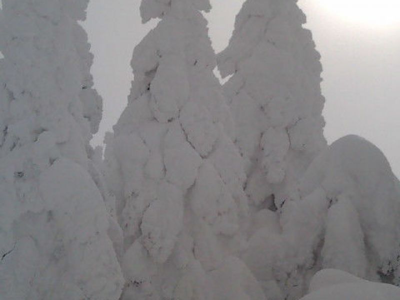 蔵王並みの樹氷を見ました。