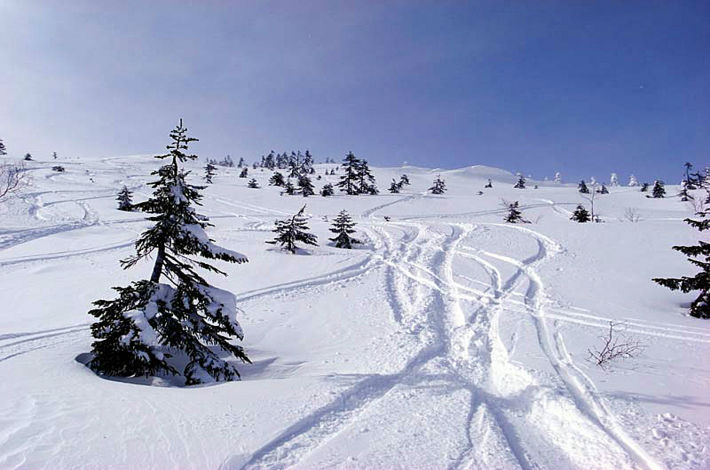 雪質最高